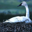 Trumpeter Swan